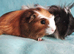 Wow just look at them, pair of boy guinea pigs babys