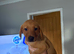 Labrador pups health tested