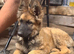 German sheppard pup