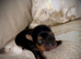 ONLY TWO BOYS AVAILABLE - Toy Yorkshire Terriers