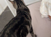 Male cat