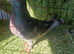 Siryan pigeons