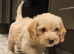 Poogle pups for sale (Beagle x poodle)