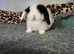 Stunning chunky girl doe ready now