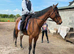 IVY 15.3hh 5 year old PERFECT HAPPY HACK/LOW LEVEL ALLROUNDER