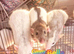 3X Young Female rats