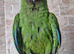 Tame Military Macaw