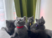 Beautiful British shorthair kittens