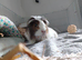 Needing to rehome YOUR guinea pigs?