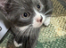 3 little kittens