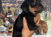 Pinscher/ chi cross cockerpoo