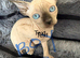 sphynx canadian kittens ready to leave now