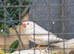 Pair of penguin zebra finch