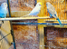 Young and Adult budgies