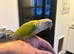 Mixed coloured conures
