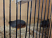 Quail button for sale