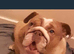 Female English Bulldog