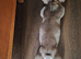 FRENCHBULLDOG 2YR OLD. MALE. Reduced price to find him a forever home.