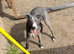 Bedlington whippet