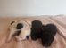 Patterjack puppies for sale