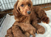 F1b Male Cockapoo Puppies Available!