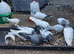 Pakistani pigeons