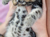 Beautiful kittens looking for new home ipswich