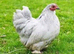 PEKIN BANTAMS POINT OF LAY MANY COLOURS AVAILABLE
