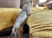 Stunning neutered female pedigree bengal