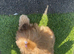 3 pups for sale
