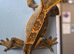 Female crestie and full set up
