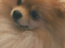 Pomeranian boy and girls
