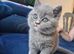 Bicolour British shorthair Kittens