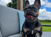 Luxury French Bulldogs For Sale