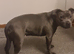 Blue staffy female.
