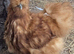 USA Silkie Hatching Eggs - &pound;2.00 an egg