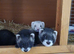 Ferret kits available