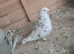 Cock birds for sale
