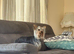 Toy Yorkshire terrier puppies
