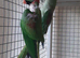Pair of alexandrine