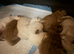 Ragdoll kittens