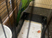 Australian king parrot female