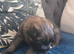 GSD. Litter of 3 - 2 boys available