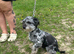 Yorkypoo puppies