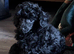 KC TOY POODLE MALE PUPPY