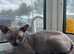 Dobby sphynx cat