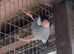 Pair of 2025 Java sparrows
