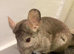 4 chinchillas needing new homes