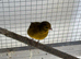 Raza Canary cock birds only