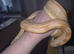 Cb25 albino motley female boa